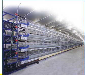 Row of FDI stacked layer cages in a commercial layer barn