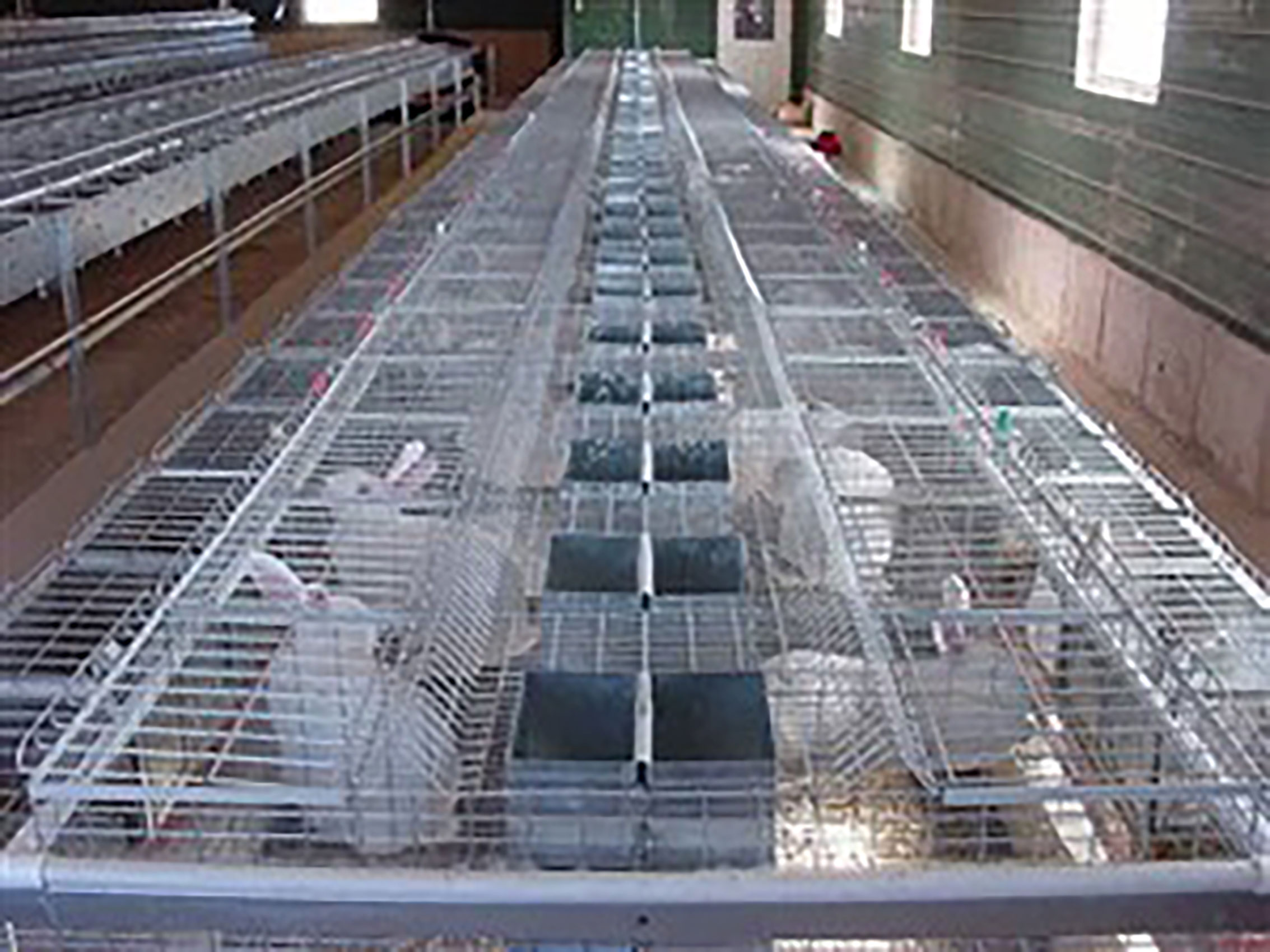 FDI galvanized wire rabbit cages installed in a barn